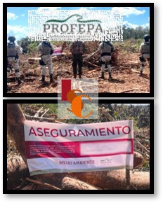 Clausuran 52 hectáreas por cambio ilegal de uso de suelo en Champotón: PROFEPA.